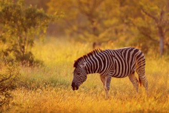 Plains zebra, Equus quagga, in the grassy nature habitat, evening light, Kruger National Park,