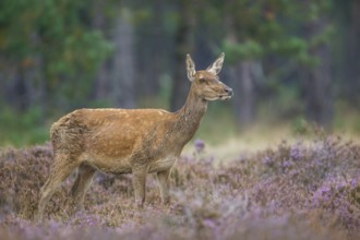 Rothirsch, Cervus elaphus Red Deer, Cervus elaphus