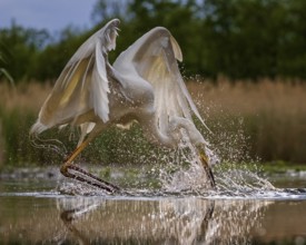 Great Egret (Ardea alba) hunting, Kiskunsag National Park, Hungary
