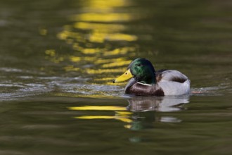 Mallard (Anas platyrhynchos) male, Baden-Wuerttemberg, Germany