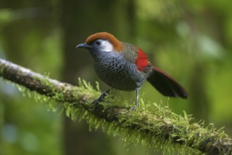 Red-tailed Laughingthrush (Trochalopteron milnei) perched on a log, Ngoc Linh, Vietnam