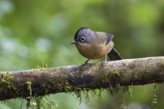 Black-crowned Barwing (Actinodura sodangorum) perched on a branch, Ngoc Linh, Vietnam
