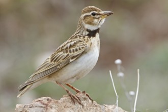 Bimaculated Lark (Melanocorypha bimaculata), Nigde, Turkey