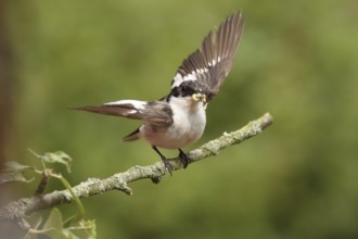 European Pied Flycatcher (Ficedula hypoleuca) male, Lower Saxony, Germany
