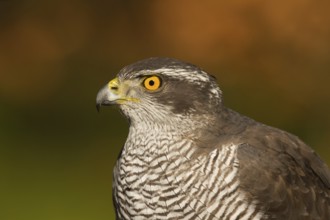 Northern Goshawk (Accipiter gentilis) male, Utrecht, Netherlands