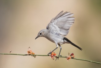 Blackstart (Oenanthe melanura) perched on a twig, Eilat, Israel