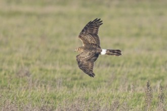 Hen Harrier (Circus cyaneus) female flying, Netherlands