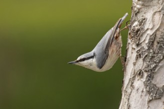 Eurasian Nuthatch (Sitta europaea), Smaland, Sweden