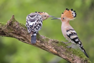 Eurasian Hoopoe (Upupa epops) pair displaying, Tuscany, Italy