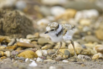 Little Ringed Plover (Charadrius dubius) chick, North Rhine-Westphalia, Germany