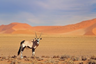 Gemsbok with orange sand dune evening sunset. Gemsbuck, Oryx gazella, large antelope in nature