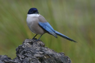 Azure-winged Magpie, Cyanopica cyanus, rare bird on the rock habitat, Sierra de Andújar, Andalusia,