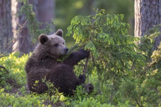 Eurasian Brown Bear (Ursus arctos) cub foraging in forest, Finland