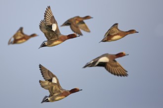 Eurasian Wigeon (Mareca penelope) flying, Friesland, Netherlands