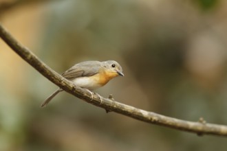 Tickell's Blue Flycatcher (Cyornis tickelliae) female, Kaeng Krachan, Thailand