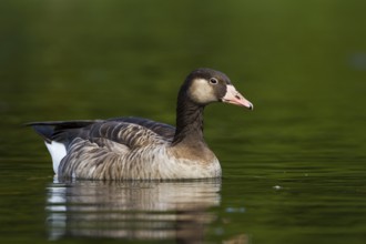 Hybrid: Greylag Goose x Canada Goose (Anser anser x Branta canadensis), Bavaria, Germany