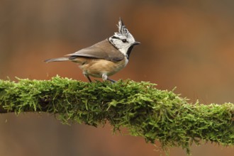 European Crested Tit (Lophophanes cristatus), Utrecht, Netherlands
