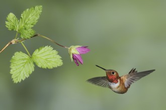 Rufous Hummingbird (Selasphorus rufus) male, British Columbia, Canada