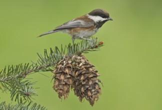Chestnut-backed Chickadee (Poecile rufescens), British Columbia, Canada