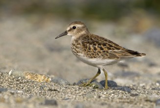 Least Sandpiper (Calidris minutilla), British Columbia, Canada