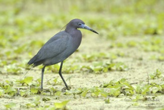Little Blue Heron (Egretta caerulea), Texas, USA