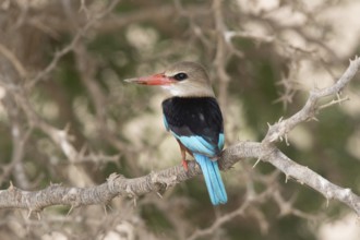 Grey-headed Kingfisher (Halcyon leucocephala), Gambia