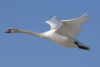 Mute Swan (Cygnus olor) flying, Mecklenburg-Western Pomerania, Germany