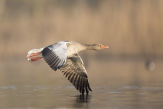 Greylag Goose (Anser anser) flying, Rhineland-Palatinate, Germany
