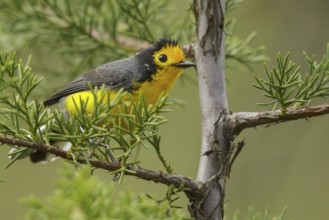 Golden-fronted Whitestart (Myioborus ornatus) perched on a branch in the mountains of Colombia,