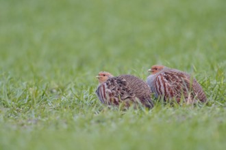 Grey Partridge (Perdix perdix) perched in field, North Rhine-Westphalia, Germany