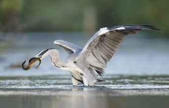 Grey Heron (Ardea cinerea) feeding on European eel (Anguilla anguilla) prey, Mallorca, Spain