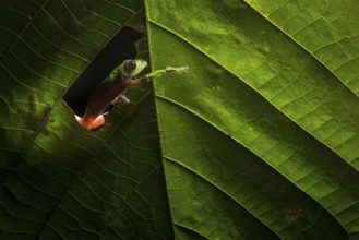A Gliding Leaf Frog (Agalychnis spurrelli) moves through a rainforest at night in Ecuador