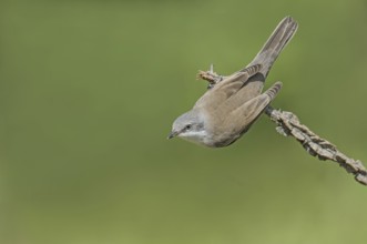 Lesser Whitethroat (Sylvia curruca) perched on a branch, Aosta Valley, Italy