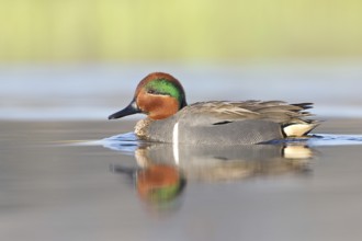 Green-winged Teal (Anas carolinensis) male, British Columbia, Canada
