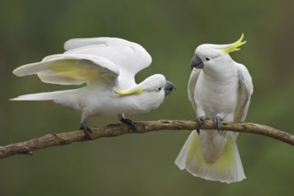 Sulphur-crested Cockatoo (Cacatua galerita), Victoria, Australia