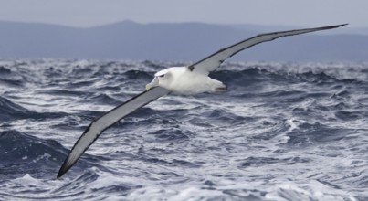 Shy Albatross (Thalassarche cauta) flying, New South Wales, Australia
