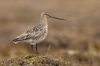 Bar-tailed Godwit (Limosa lapponica), Finnmark, Norway