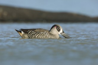 Pink-eared Duck (Malacorhynchus membranaceus), Victoria, Australia
