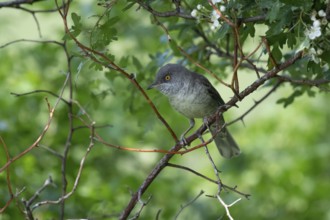 Barred Warbler (Sylvia nisoria) male perched on a branch, Brandenburg, Germany