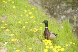 Mallard (Anas platyrhynchos) male on flowering meadow, Hamburg, Germany