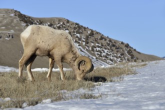 Bighorn Sheep (Ovis canadensis) male feeding in snowy countryside, Grand Teton National Park,