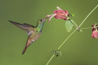 Buff-bellied Hummingbird (Amazilia yucatanensis) feeding on flower nectar, Texas, USA