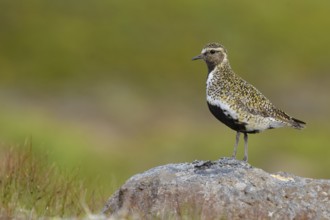 European Golden Plover (Pluvialis apricaria) perched on a stone, Iceland