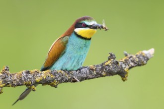 European Bee-eater (Merops apiaster) with Western honey bee (Apis mellifera) in beak, Subotica,