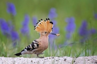 Eurasian Hoopoe (Upupa epops) male with insect in beak, Saxony-Anhalt, Germany