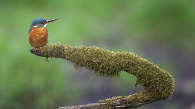 Common Kingfisher (Alcedo atthis) female perched on a mossy branch, Saxony-Anhalt, Germany
