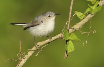 Blue-grey Gnatcatcher (Polioptila caerulea), Texas, USA