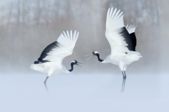 Red-crowned Crane (Grus japonensis) pair dancing in snow, Hokkaido, Japan