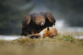 Golden Eagle feeding on kill Red Fox in the forest during rain and snowfall. Bird behaviour in the