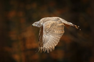 Goshawk flying, bird of prey with open wings with evening sun back light, nature forest habitat,